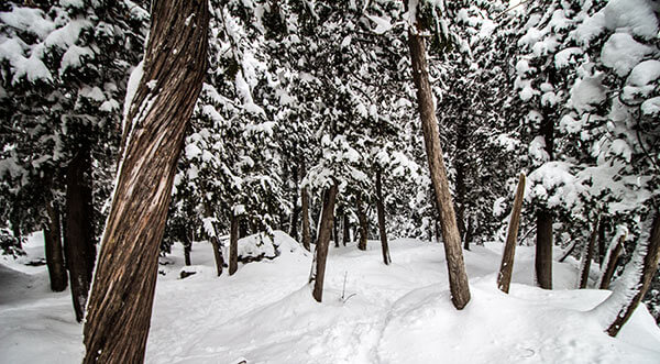 snowy-forest